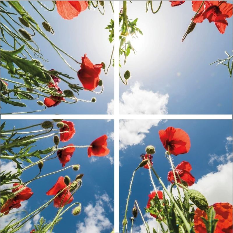 Impresión fotográfica amapola - juego de 4 placas acrílicas con impresión, para paneles LED de 60x60 cm Impresión fotográfica amapola - juego de 4 placas acrílicas con impresión, para paneles LED de 60x60 cm