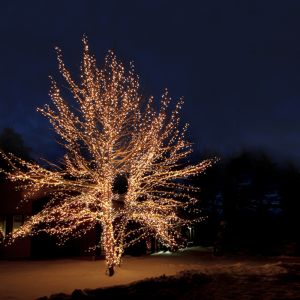 Iluminación de árbol enlazable negra 30M, 10 leds por metro, IP67 - Blanco cálido