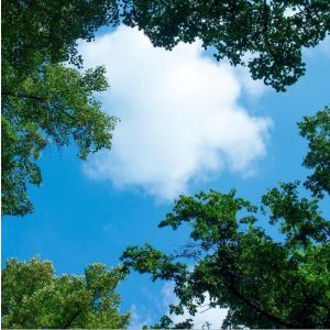 Impresión fotográfica nube con bosque - 1 placa acrílica con impresión, para paneles LED de 60x60 cm
