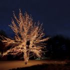 Iluminación de árbol enlazable negra 50M, 10 leds por metro, IP67 - Blanco cálido