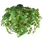 Plafón de techo diseño verde, Urwa