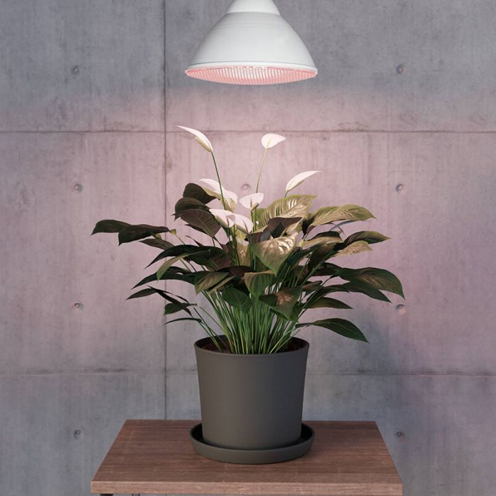 LED PAR lámpara para plantas E27 16W, 3500K